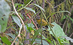 Kleinothraupis atropileus