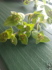 Richardia brasiliensis