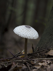 Leucoagaricus nympharum