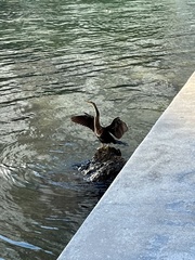 Anhinga anhinga