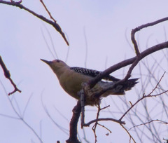 Melanerpes