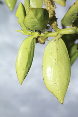 Peperomia trianae