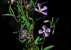 Clarkia delicata