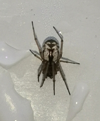 Microlinyphia pusilla