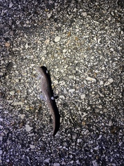 Ambystoma barbouri