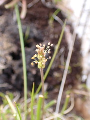 Plantago maritima