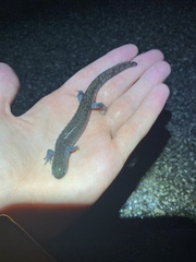 Ambystoma barbouri