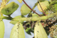 Peperomia trianae