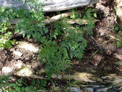 Conioselinum