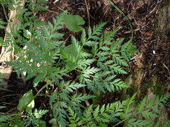 Conioselinum