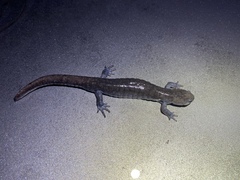 Ambystoma barbouri