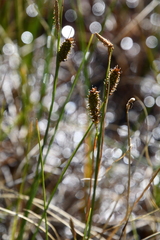 Carex rotundata