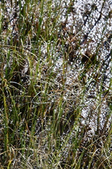Carex rotundata