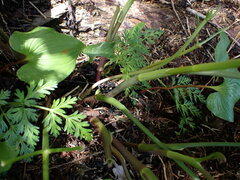 Conioselinum