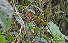 Kleinothraupis atropileus