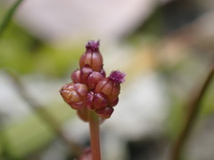 Triglochin maritima