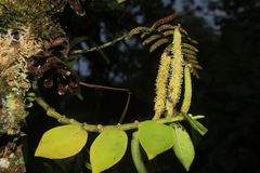 Peperomia trianae