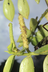 Peperomia trianae