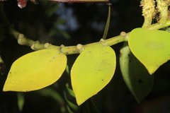 Peperomia trianae