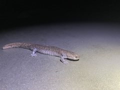 Ambystoma barbouri
