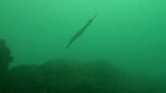 Aulostomus strigosus