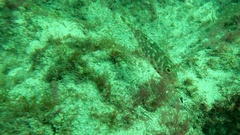 Sphoeroides marmoratus