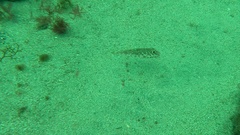 Sphoeroides marmoratus