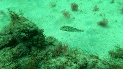 Sphoeroides marmoratus