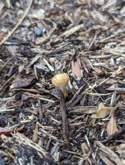 Agrocybe pediades