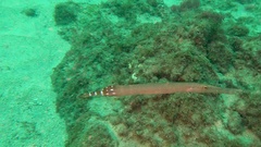 Aulostomus strigosus