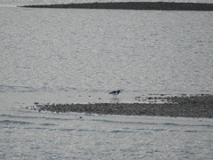Haematopus ostralegus