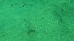 Sphoeroides marmoratus