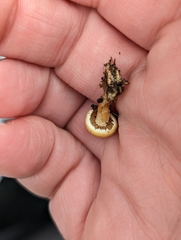Agrocybe pediades