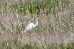 Ardea alba
