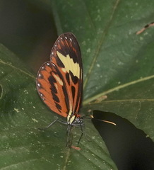 Hypothyris cantobrica