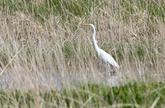 Ardea alba