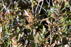 Salix myrtilloides