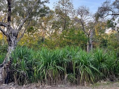Pandanus spiralis