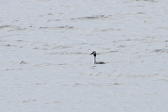 Podiceps cristatus
