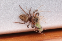Hasarius adansoni