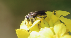 Rhophitulus evansi