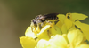 Rhophitulus evansi - Photo (c) orlandomontes, some rights reserved (CC BY-NC), uploaded by orlandomontes