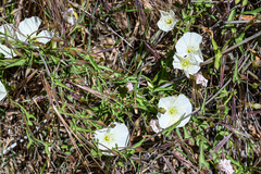 Calystegia macrostegia