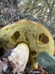 Leccinellum crocipodium