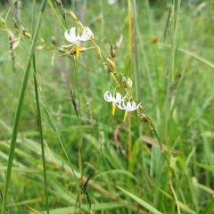 Echeandia parviflora