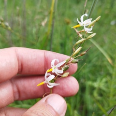 Echeandia parviflora