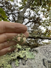 Usnea strigosa