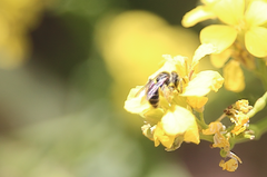 Rhophitulus evansi