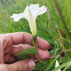 Ipomoea proxima