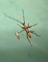 Tricheops epipphiger